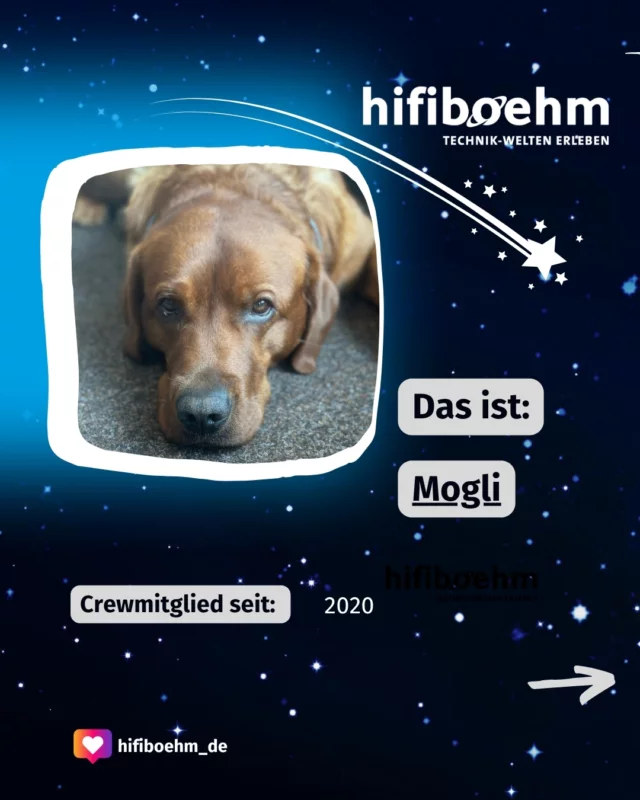 Mitarbeitermittwoch mit Mogli 🚀🐾
Seit 5 Jahren auf vier Pfoten im Einsatz – unser haarigster Kollege: Mogli!
Ob als Mentalcoach bei Stress, Zen-Meister in hektischen Zeiten oder Zeitungsbote mit strengem Blick auf das Kreuzworträtsel für die Mittagspause – Mogli meistert seinen Büroalltag mit einem wedelnden Schwanz und jeder Menge Charme.
In der Pause tauscht er Excel gegen Extrarunde – am liebsten mit einem Stock, der größer ist als er selbst. Leckerlies und Streicheleinheiten sind sein Gehalt, Spaziergänge die Firmenwagenflotte.
Schön, dass du uns so regelmäßig besuchen komst, Mogli. 🚀🐾💼🦴
#hifiboehm #technikweltenentdecken #technikweltenerleben #boehm #dieweltdertelekommunikation #dogsofinstagram #mitarbeitermitwoch #hifiboehmcrew #samtpfote #wuff